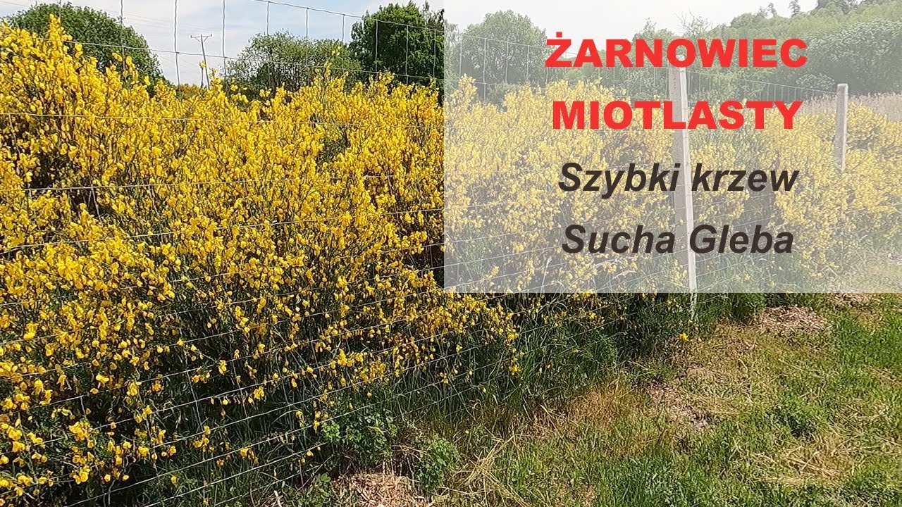 Żarnowiec Miotlasty - Średni krzew, Roślina na suchą glebę.