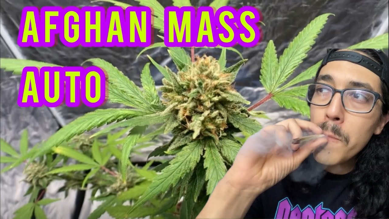 AFGHAN MASS Weed Review Autoflower (Home Grow)
