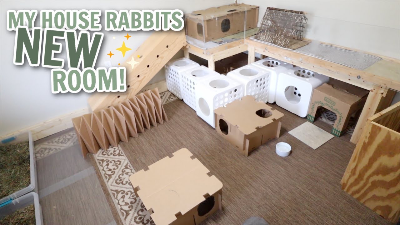 My house rabbits NEW room