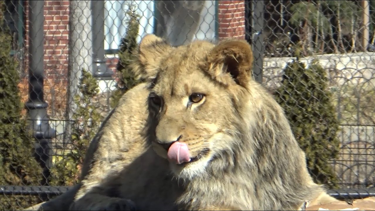 Lincoln Park Zoo Lion Cub Pilipili 1st Birthday has quality time with Dad Jabari March 15 2023