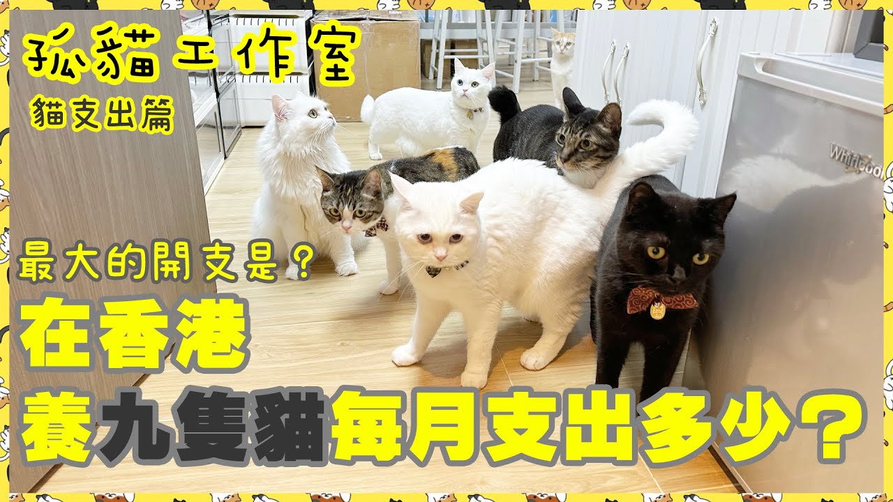 【孤貓工作室】之貓支出篇－在香港養九隻貓每月支出究竟要多少？最大的開支是？