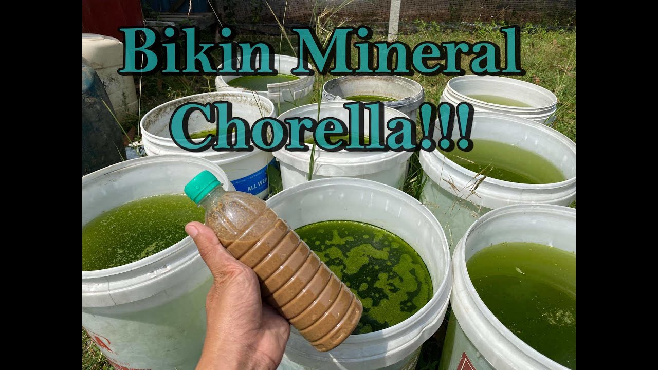 Cara untuk hasilkan baja chorella dengan bahan keramat!! InshaAllah menjadi!! Yuupis Betta