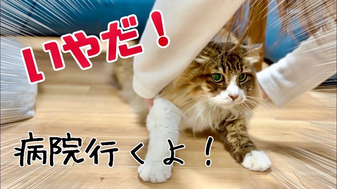 「絶対イヤ！」 病院を察知した猫の反応が💦 元野良猫まるとら&ぽこまる
