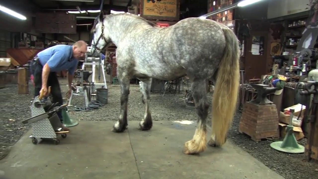 Shoeing a Draft Horse - Tips and Techniques Part 2 (Rear Hoof Trimming)