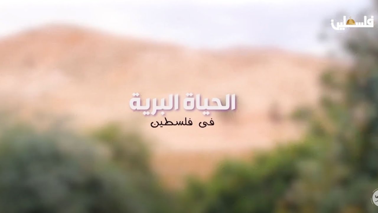الحياة البرية في فلسطين ... عصفور الشمس