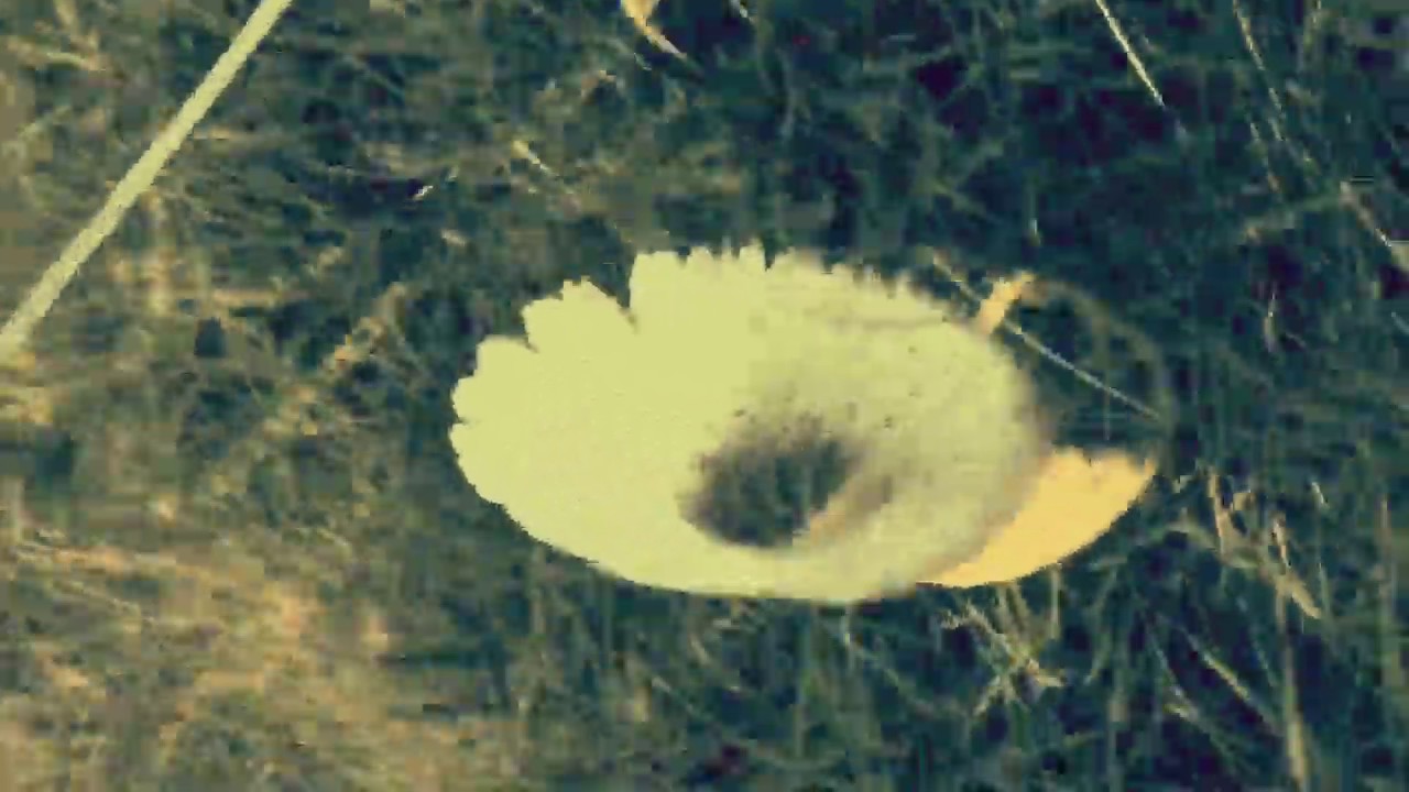Johnny Moth - Miss Dawn