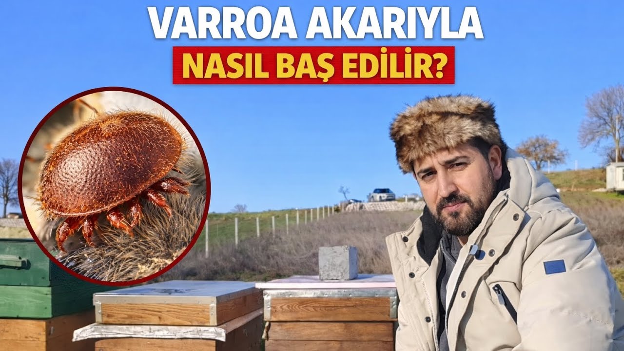Varroa akarıyla nasıl baş edilir? #arıcılık 