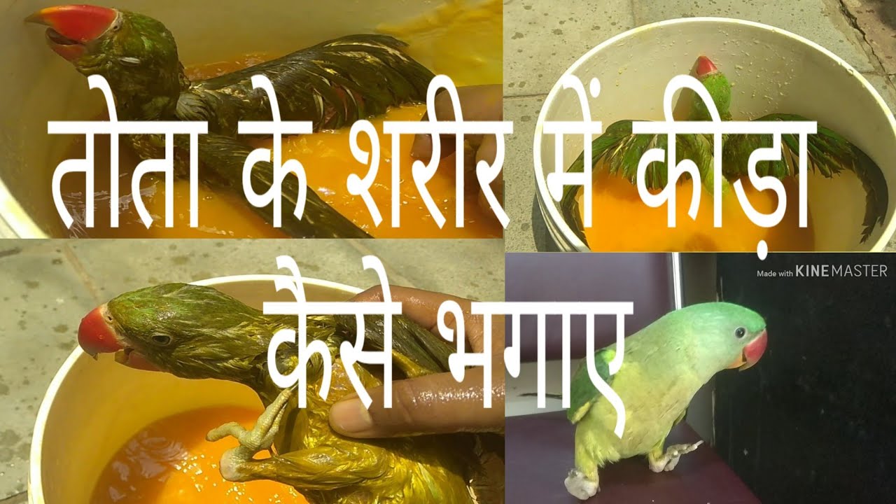 तोते के शरीर में कीड़ा है // तो आप क्या करोगे // How to get a worm into a parrot's body