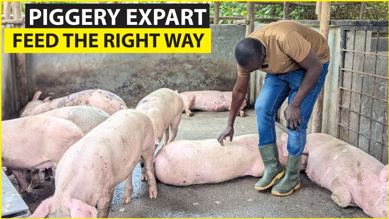 How To Start A Pig Farm in 2025. How To Feed your pigs And make millions from piggery.