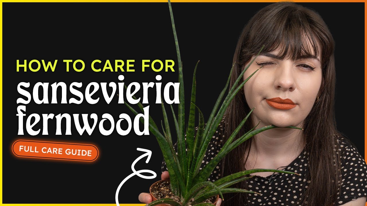 Sansevieria Fernwood Care (Dracaena Bacularis)