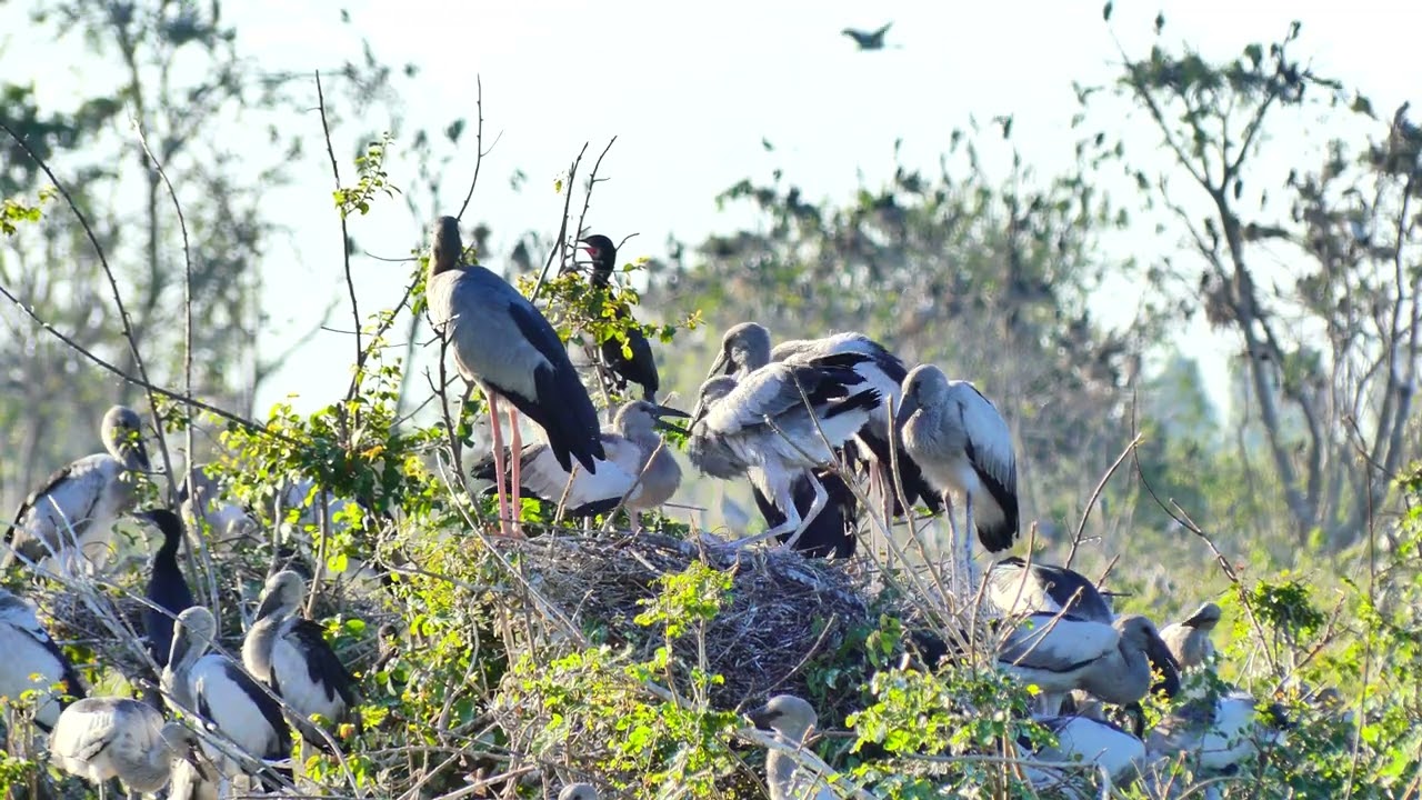 Wonderful Of Geography Unlocking Flooded Forest Where Millions Of Bird Lives with Peace 0051