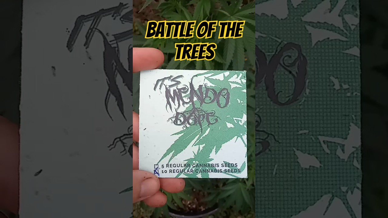 Mendo Dope Purple Headies battle of the trees #growing #hawaii  @MendoDope @growingHI