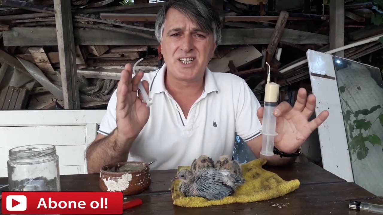 güvercin yarsuna nasıl mama hazrlanır nasıl yedirlir