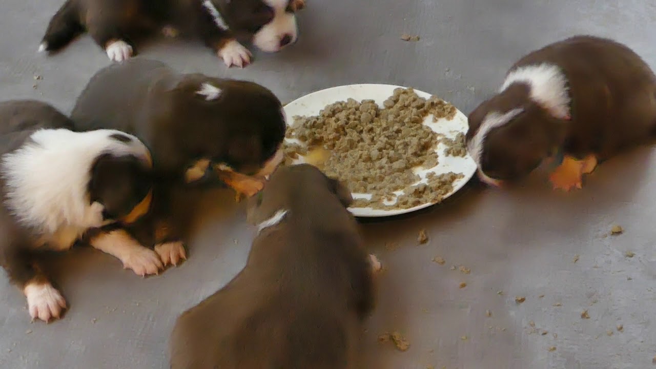 3 semaines pour les babies = 1e bouillie