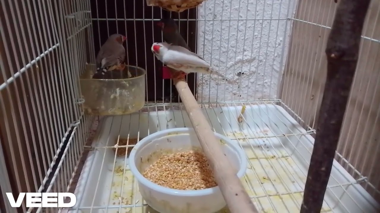 Chini,Mini & Tini Zebra Fitch Sparrows playing enjoying and showing their nest 