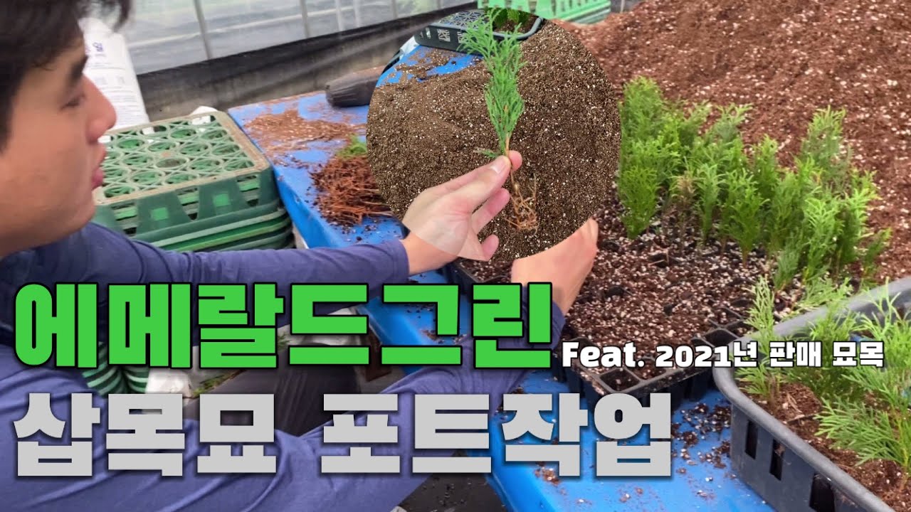 에메랄드그린 삽목묘 포트작업!!