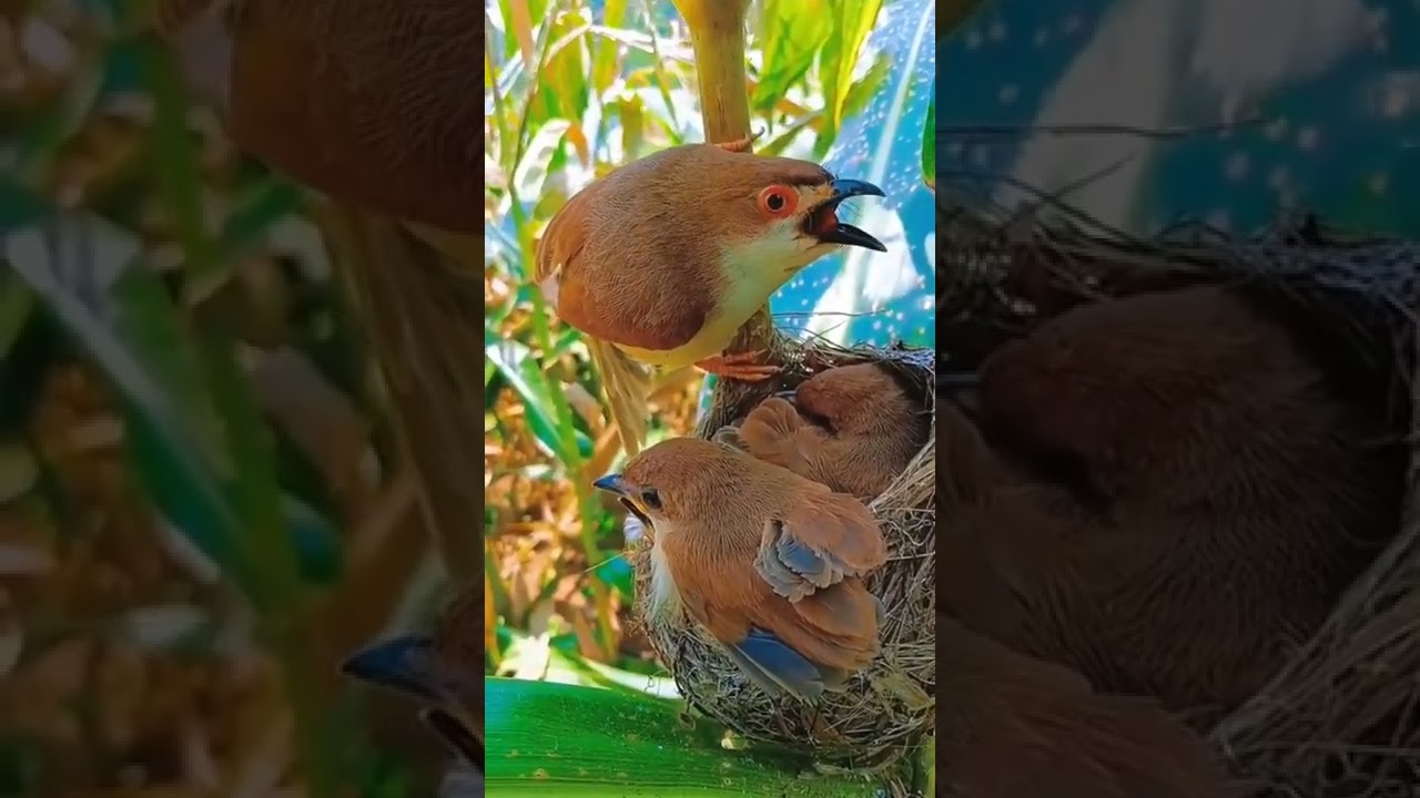 CANTOS DE P&Aacute;SSAROS MAIS LINDO