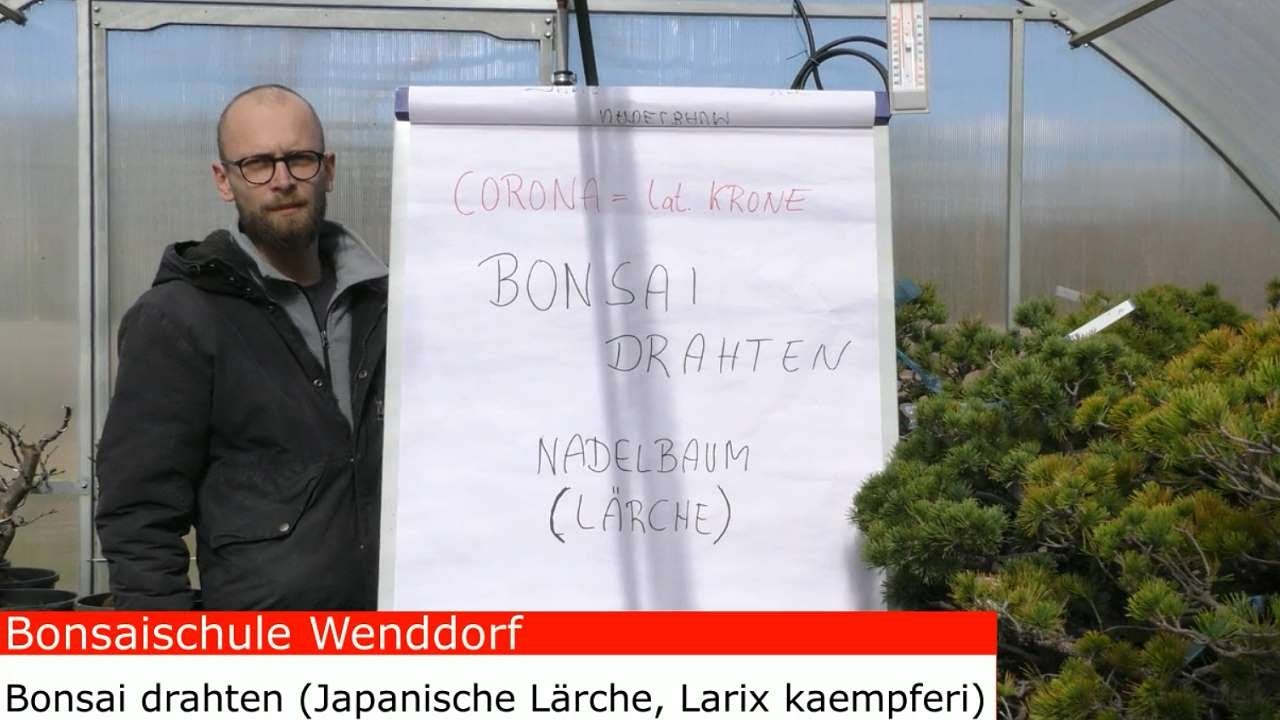Bonsai drahten - Japanische Lärche