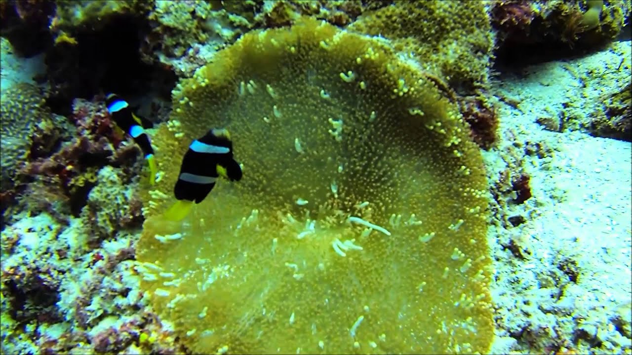 Diving with Pro Divers Kuredu Island Resort and Spa Maldives Go Pro Hero 3