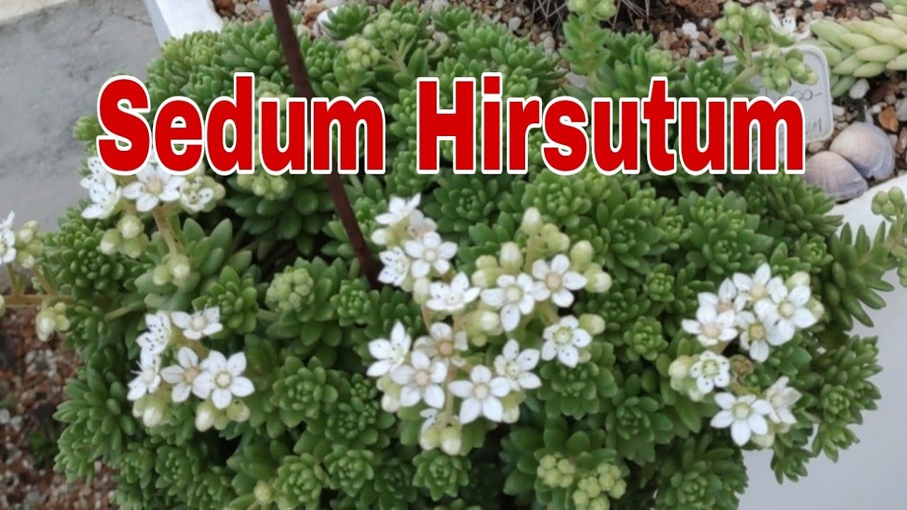 Suculenta Sedum Hirsutum como eu Cultivo e faço propagação...