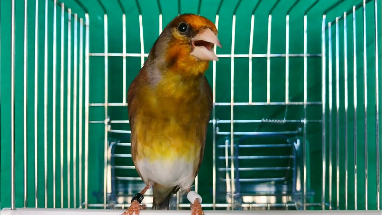 Mixto Jilguero Cantando Limpio sin faltas (copia Malaga) Elegante /Goldfinch singing (best chirping)