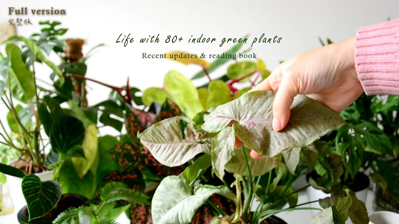 80+室內綠植概覽