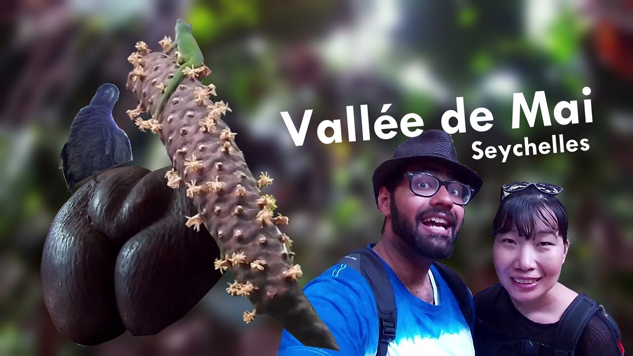 Vallee De Mai | Seychelles | Primeval  Palm Forest | Natural History Documentary
