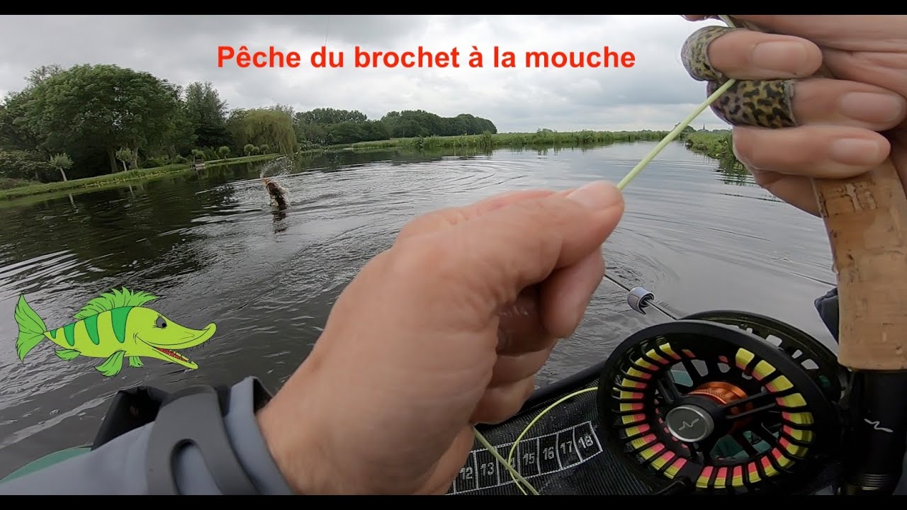 Brochets dans les polders