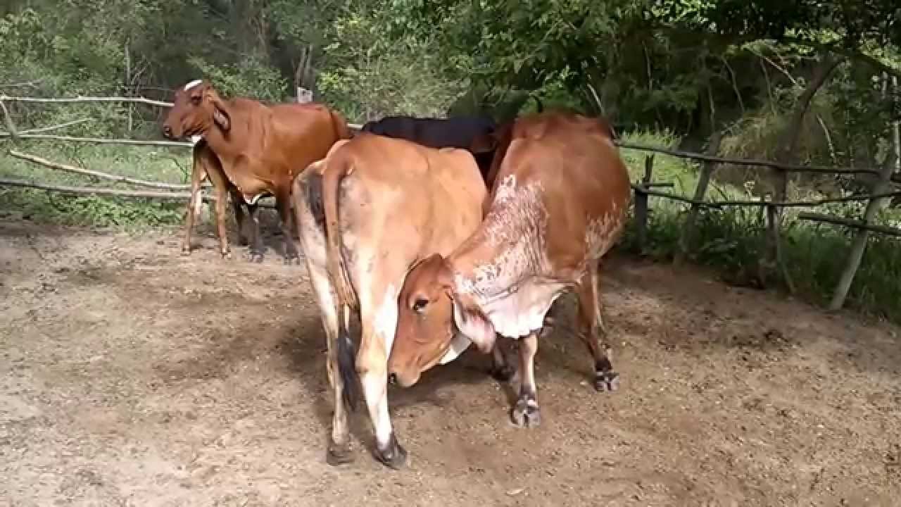 Vacas brigando no curral derrubam o bezerro. A vaca tem um marcador de nível de leite