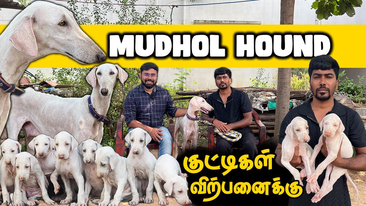 Mudhol Hound Dogs | Coimbatore | Puppies for sale