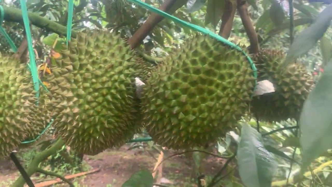 Xịt thuốc gì cơm sầu riêng vàng đẹp không sượng 