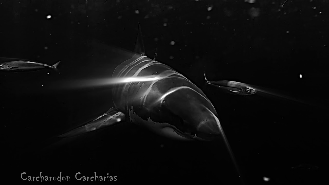 Night Scene diving with Great White Sharks