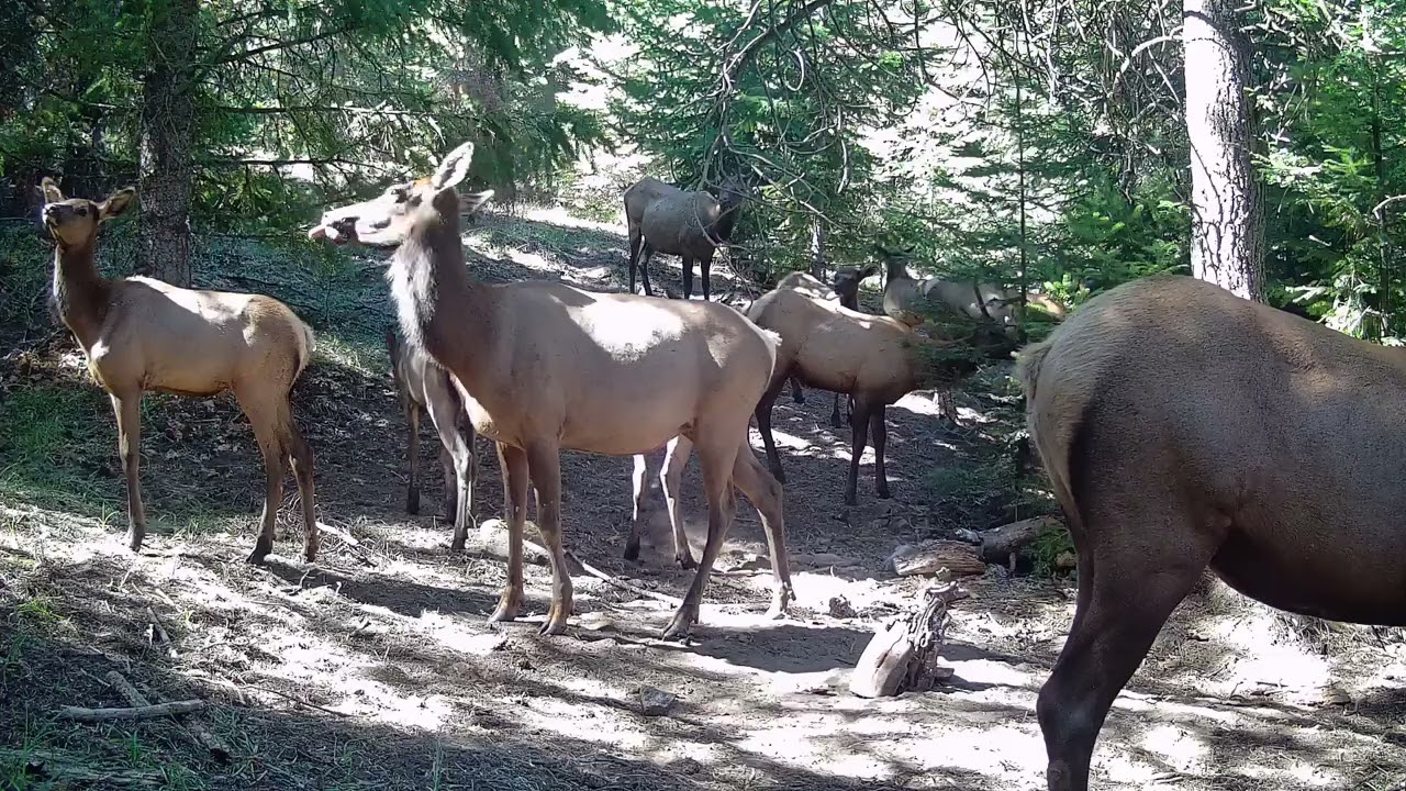 The Elk Bar. Where the elk come to socialize.