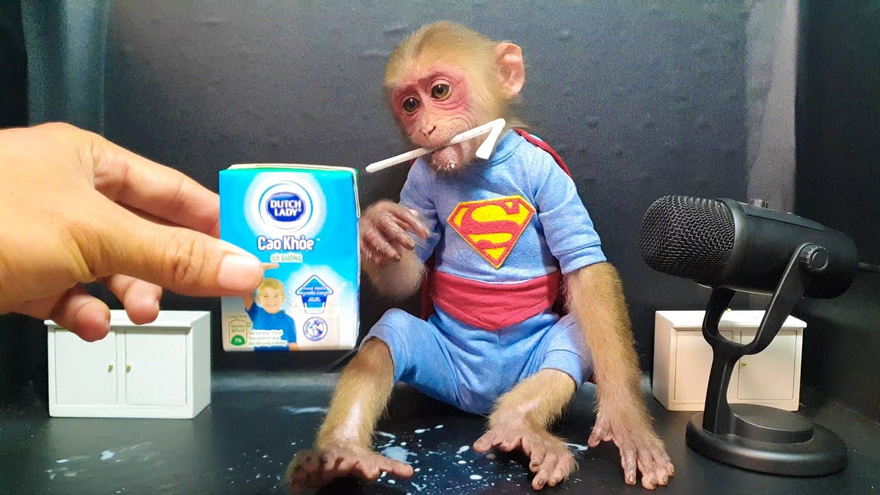 Cute Baby Monkey Drinking Milk With Milk Carton