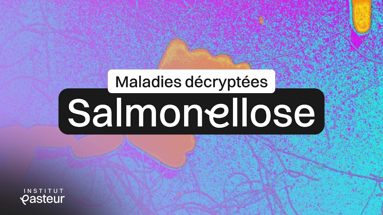Salmonellose : définition, causes, modes de transmission, symptômes, prévention| Maladies Décryptées