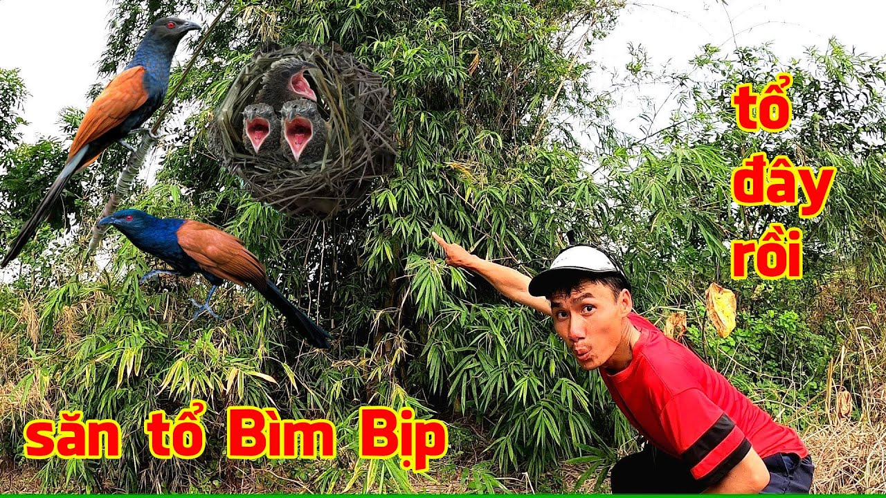 Đi tìm Tổ Chim cuối mùa, phát hiện gần chục tổ Bìm Bịp