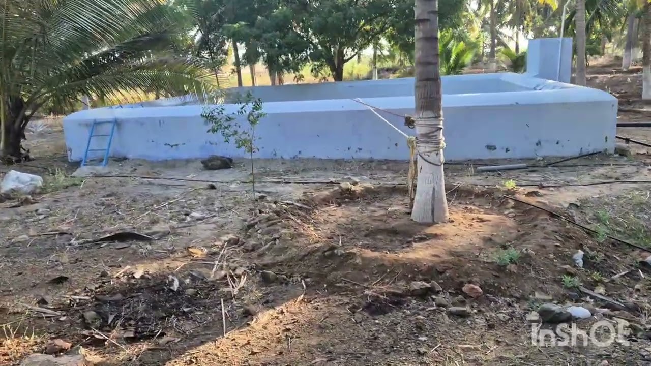 🌴மிக குறைந்த விலையில் தென்னந்தோப்பு 🌴பல்லடம் TO உடுமலை ரோடு பெரியபட்டடி ஏரியா 6 ஏக்கர் 50 சென்ட் 