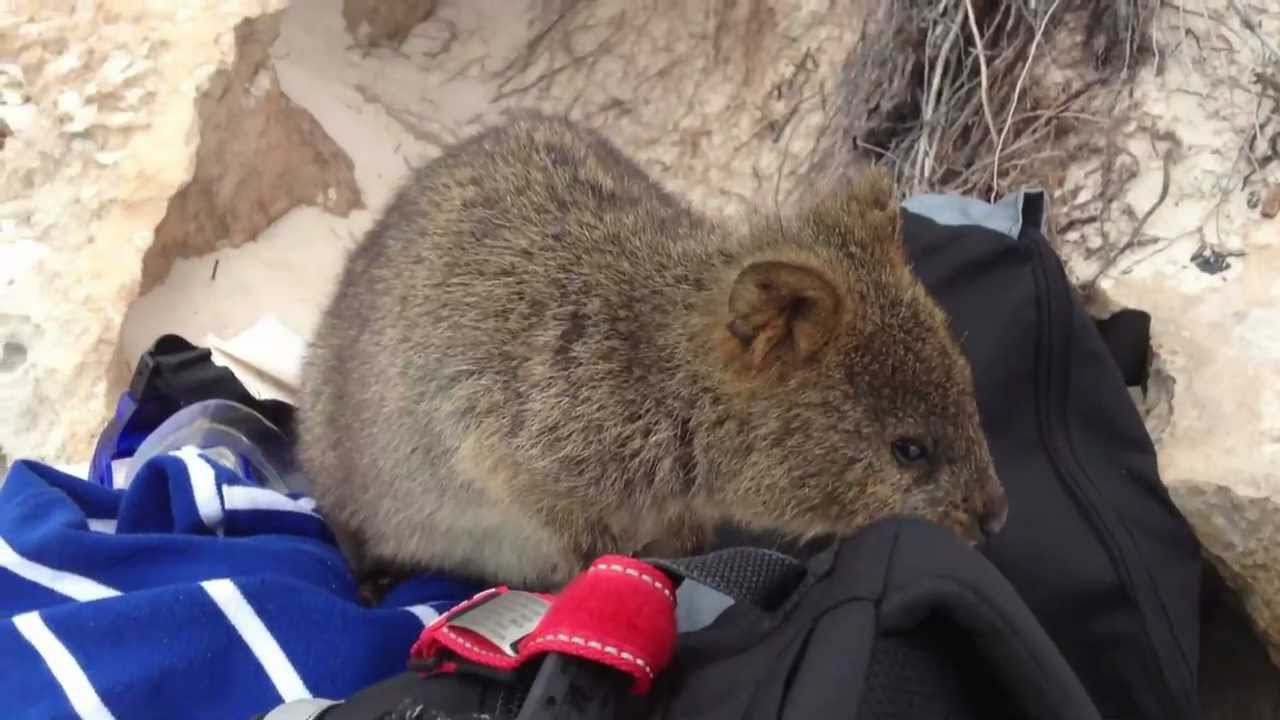 Cute Little Quokkas on Rottnest Island in Western Australia