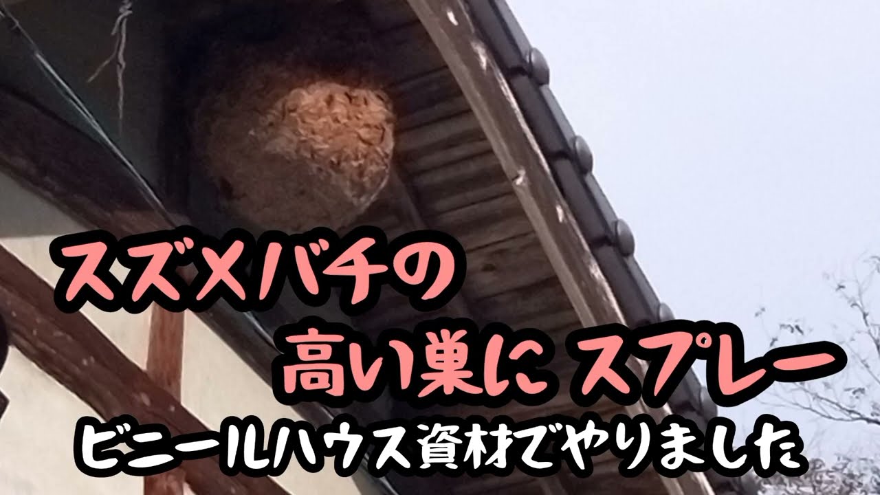 スズメバチの高い巣にスプレー　#キイロスズメバチ