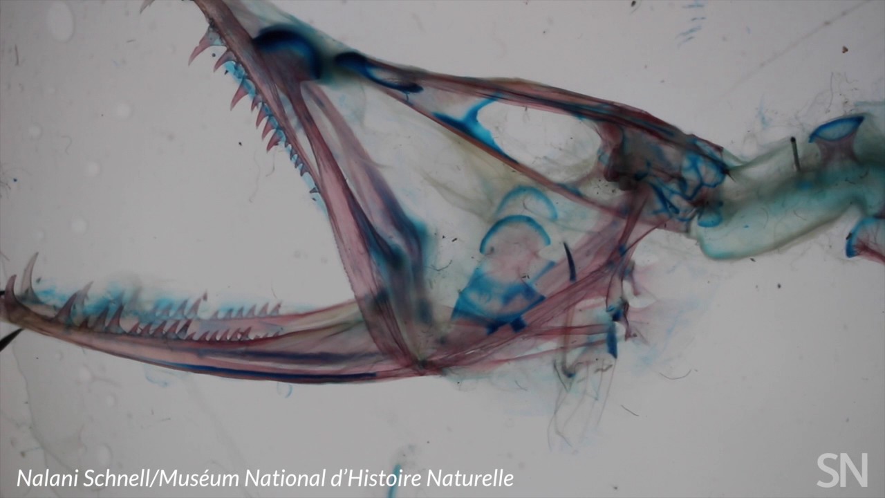 Flexible head joint found in dragonfish | Science News
