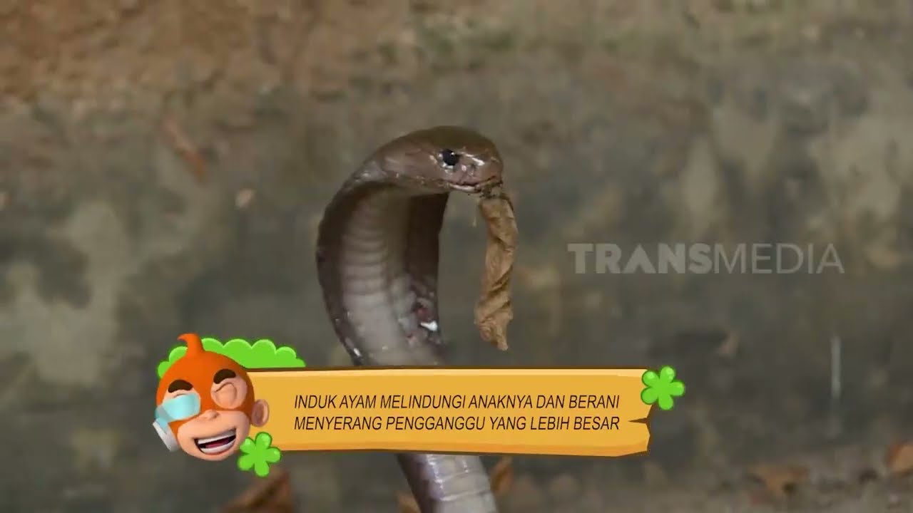 Berburu Kobra Bareng Kakak Animal Rescue | SI OTAN (13/01/22)