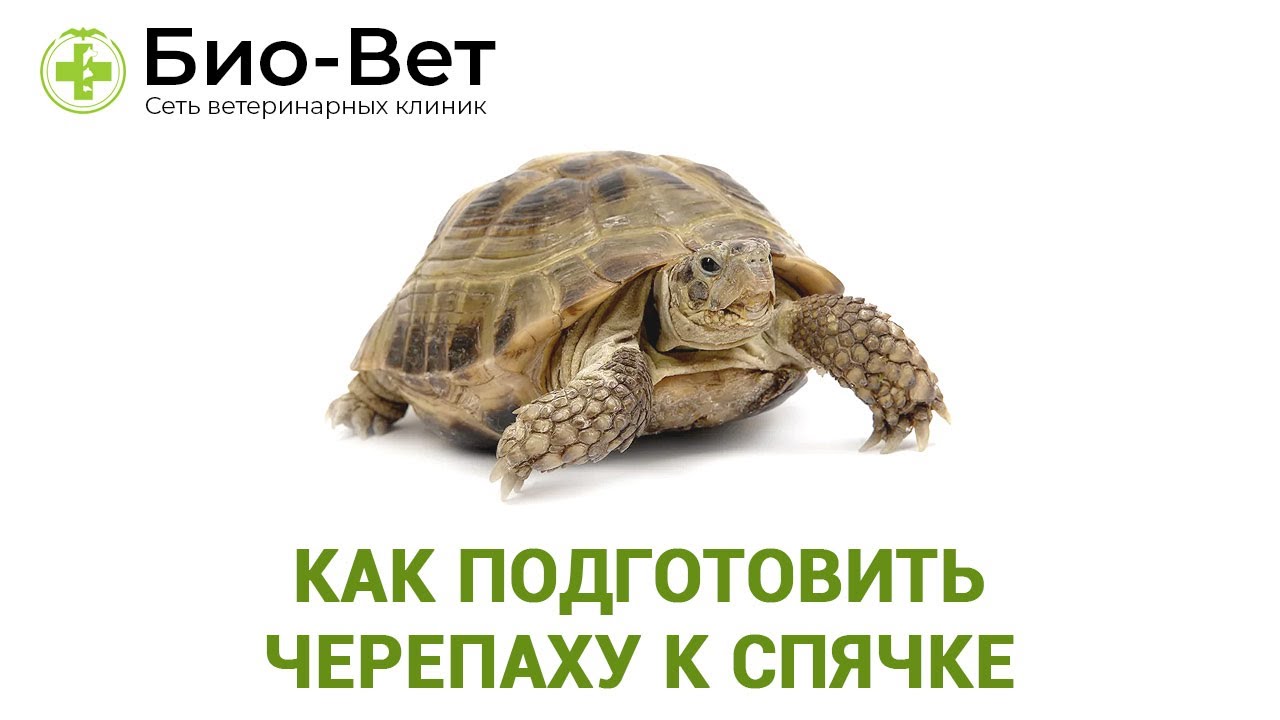 Как подготовить черепаху к спячке. Ветеринарная клиника Био-Вет.
