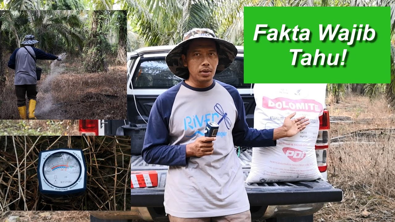Fakta wajib tahu sebelum tabur Dolomite dalam kebun Kelapa Sawit