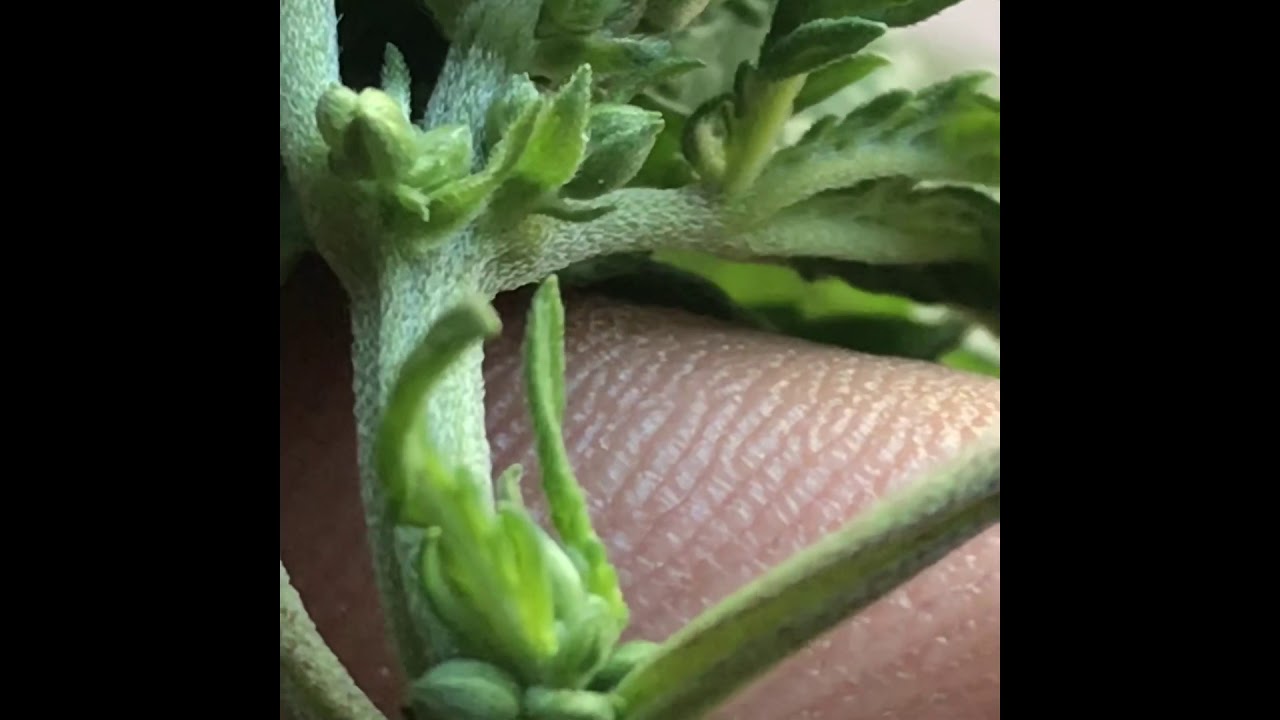 大麻种植中文教学如何分辨雌雄高清How you know  male and female plant