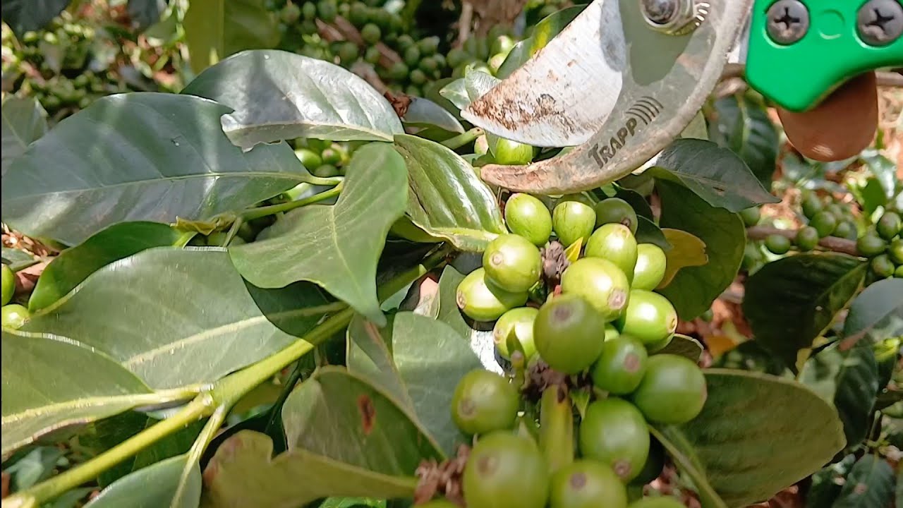 Arabica Coffee || RUIRU 11 || CANOPY MANAGEMENT || PART 2