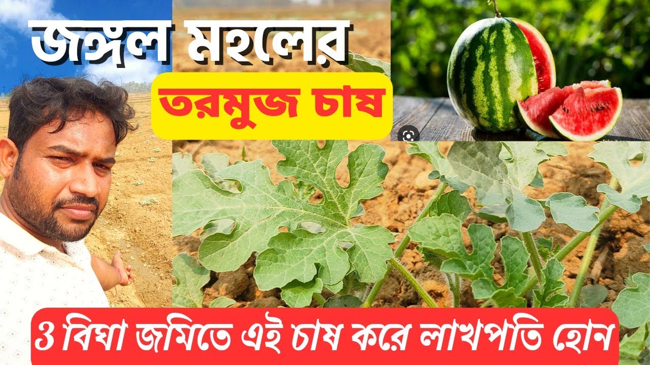 WATERMELON FARMING IN JANGAL MAHAL, BANKURA WEST BENGAL