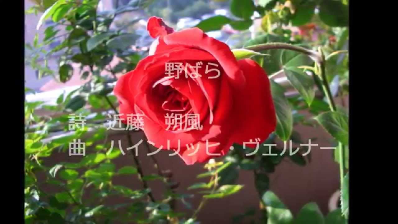 野ばら　ウェルナー