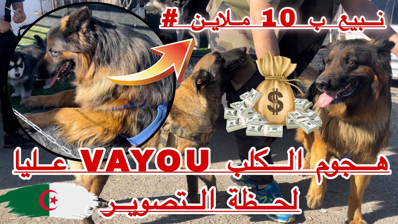 سعر البيع هو 10 ملاين / الكلب VAYOU يهجم عليا أثناء التصوير بصح ربي سترني ا 🇩🇿🇩🇿