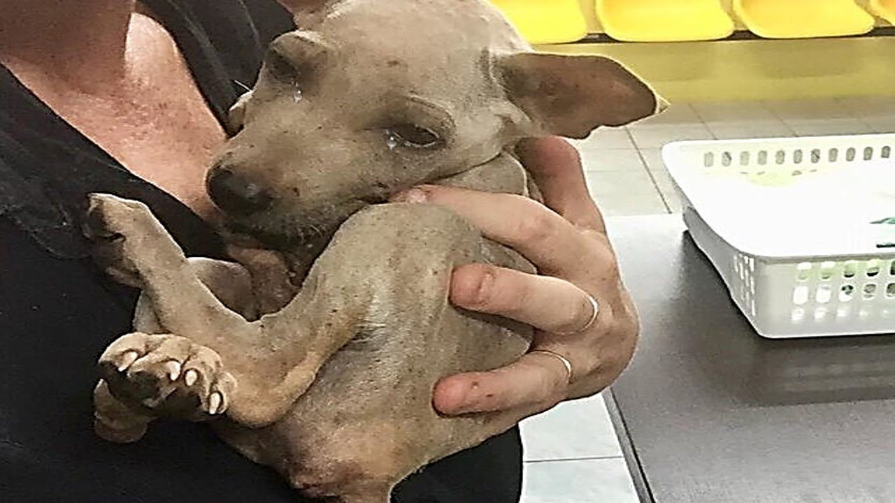 Rescue a Homeless Puppy, He Can&rsquo;t Stop Cuddling His Rescuer Will Inspire You