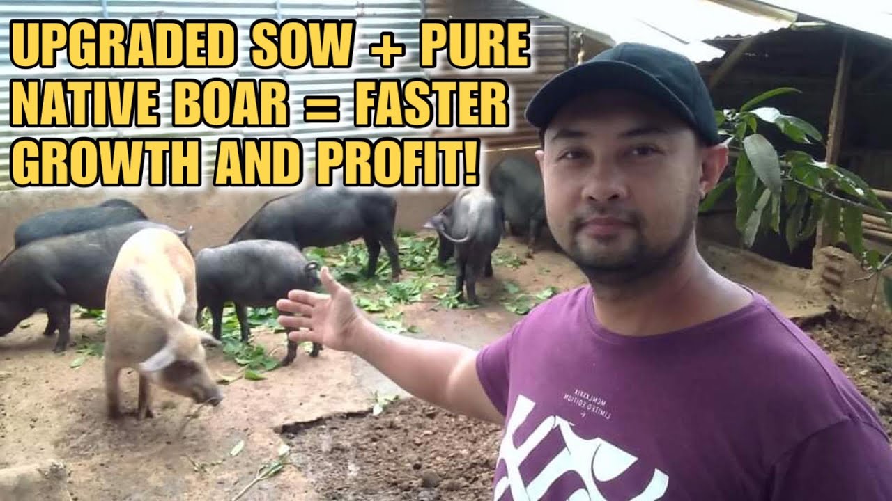 UPGRADED SOW + PURE NATIVE BOAR = FASTER GROWTH AND PROFIT! | Kabokal's Farmer